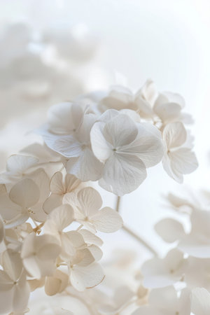 Close-Up of White Hydrangeas on White Backgroundの素材