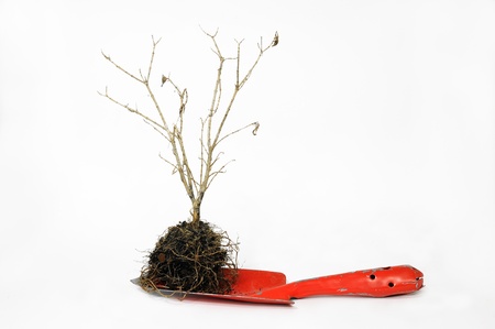 shovel garden with dry treeの写真素材