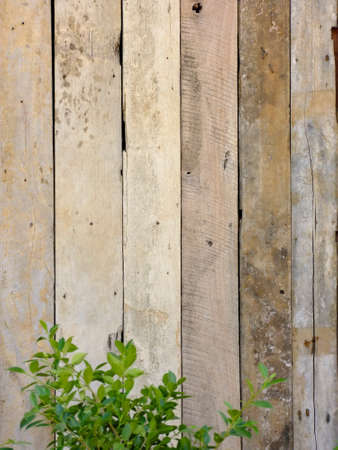 Planks wall for backgroundの写真素材