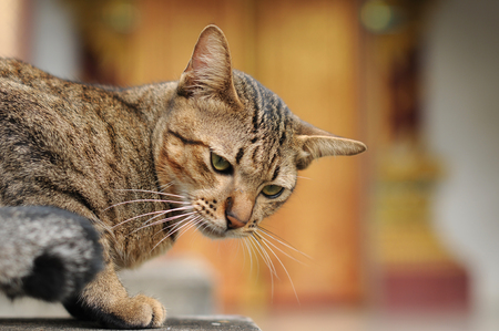 the cat の写真素材