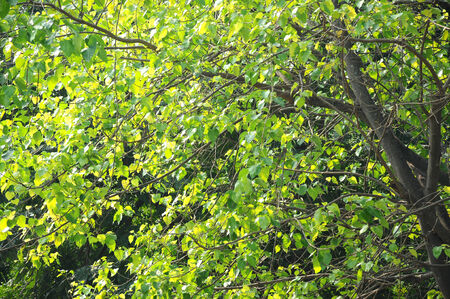 leaves
