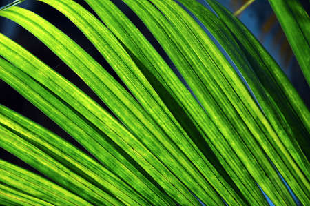 the green leaf
