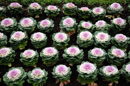 Color cabbage in the garden