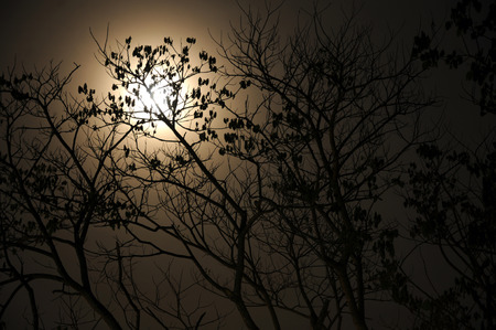 Moonrise and dry tree の写真素材