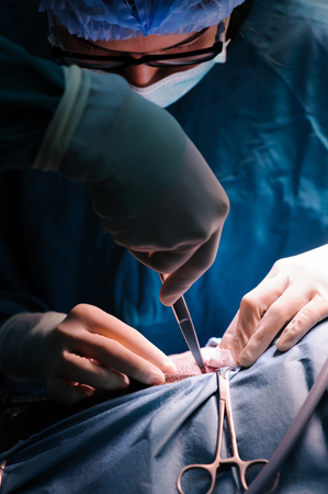 veterinarian surgeons in operation roomの写真素材