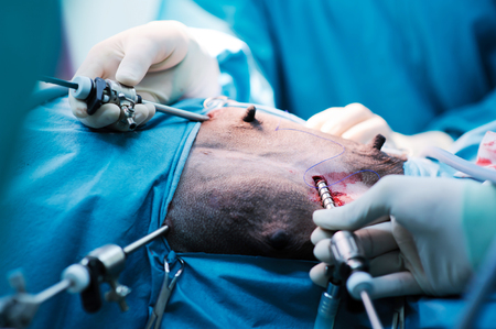 veterinarian doctor in operation room for laparoscopic surgicalの写真素材