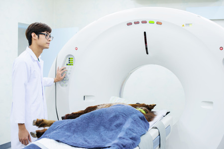 veterinarian doctor working in CT scanner roomの写真素材
