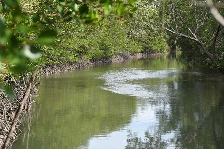 Mangrove forest in Thailand.