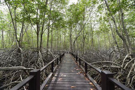 Mangrove forest in Thailand.の写真素材