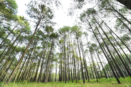 Pine forest in mountain,Thailand