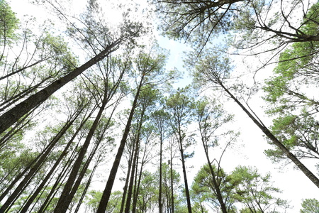 Pine forest under blue sky and cloud in mountain,Thailand