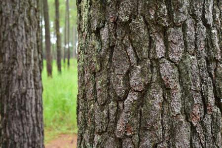 Tree bark texture for backgroundの写真素材