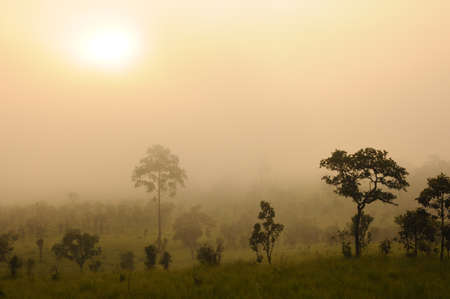 Fog over the pine forest on sunrise background.の写真素材