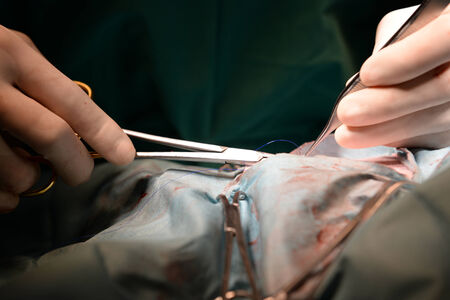 veterinarian doctor in operation room for surgical