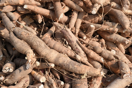 Many cassavas for sell in the market, Closeup detail
