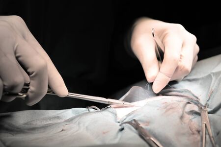veterinarian doctor in operation room for surgical,selective color techniqueの写真素材