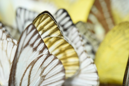 Butterfly on the ground, Nature in thailandの写真素材