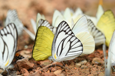 Butterfly on the ground, Nature in thailandの写真素材