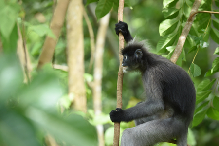 Dusky leaf monkey Spectacled langur Trachypithecus obscurus in nature