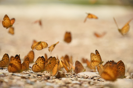 Orange Large yeoman butterfly on floor Nature in thailandの写真素材