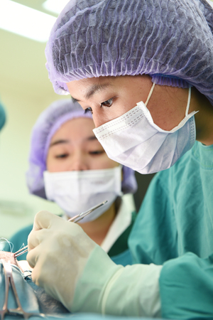 two veterinarian surgeons in operating roomの写真素材