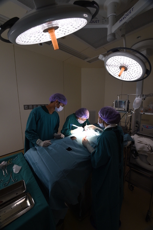group of veterinarian surgery in operation roomの写真素材