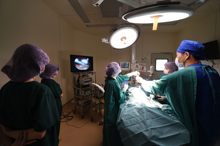 group of veterinarian doctor in operation room for laparoscopic surgicalの写真素材