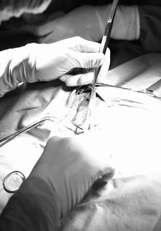 veterinarian doctor in operation room for surgical take with selective color technique and art lightingの写真素材