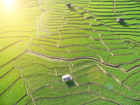 Green Terraced Rice Field in Chiangmai, Thailandの写真素材
