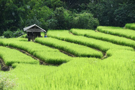 Green Terraced Rice Field in Chiangmai, Thailandの写真素材