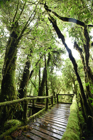 the walk way in the deep forestの写真素材