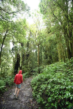 group of the tree in a green forestの写真素材