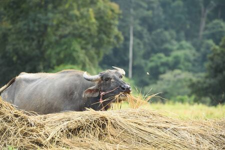 Buffalo in pasture at northern of Thailand