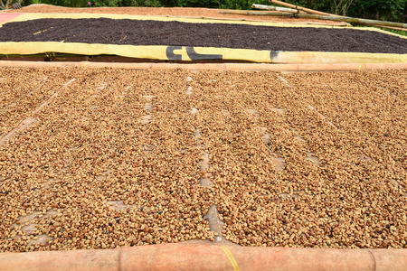 Coffee beans dried in the sun, Coffee beans raked out for drying prior to roastingの写真素材