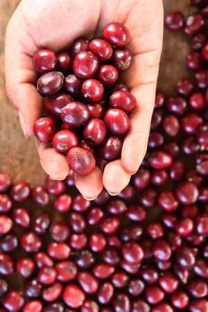 Fresh coffee bean in hand on red berries coffee backgourngの写真素材