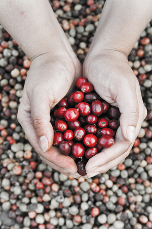 Fresh coffee bean in hand on red berries coffee backgourng take with selective color technique and art lightingの写真素材