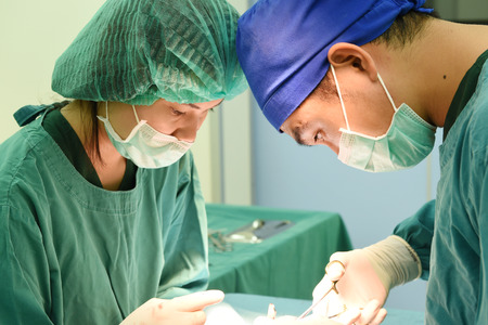 two veterinarian surgeons in operating roomの写真素材