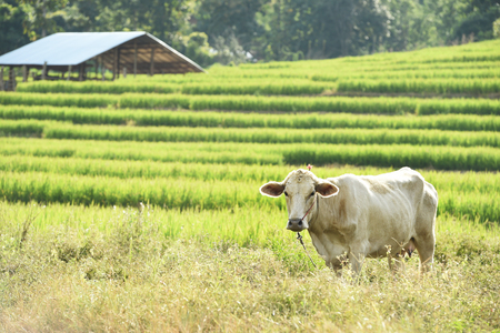 Thai cow in rice field, Thailandの写真素材