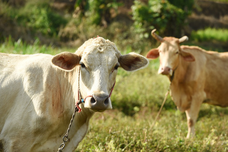 Thai cow in rice field, Thailand