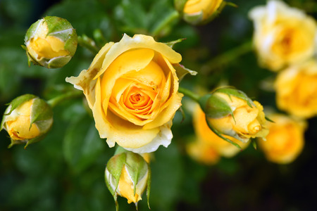 close up of beautiful rose for background