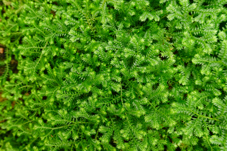 Close up of green leaves for backgroundの写真素材