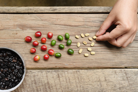 Fresh coffee bean on wooden background