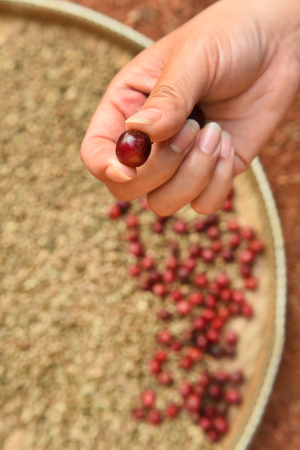 Fresh coffee bean on handの写真素材