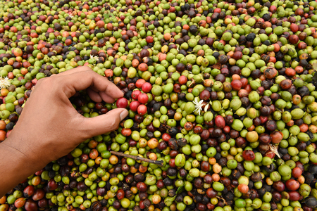 Fresh coffee bean for background