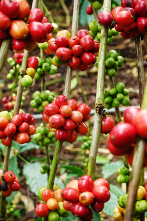 Coffee beans ripening on a tree.の写真素材
