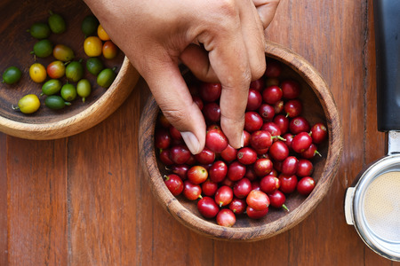 Fresh coffee bean on wooden backgroundの写真素材