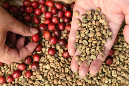 Fresh coffee bean on hand