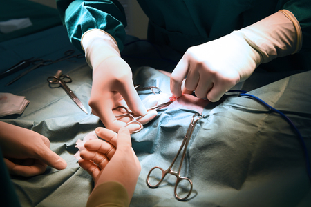 veterinarian surgery in operation roomの写真素材