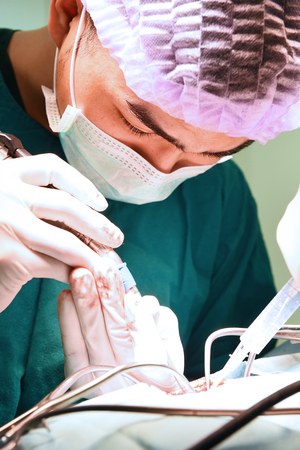 veterinarian surgery in operation roomの写真素材