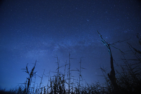Night sky with the Milky Way over the forest and trees,Thailand.